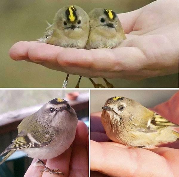 13. Bu sevimli minikler birer çalıkuşu ve Avrupa'daki en küçük kuş türü.
