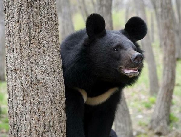 15. Asya kara ayısı, ayı türleri arasındaki en büyük kulaklara sahip!