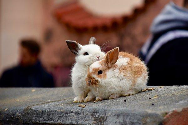 19. Tavşanlar güvende hissettiklerinde yayılarak uzanırlar.