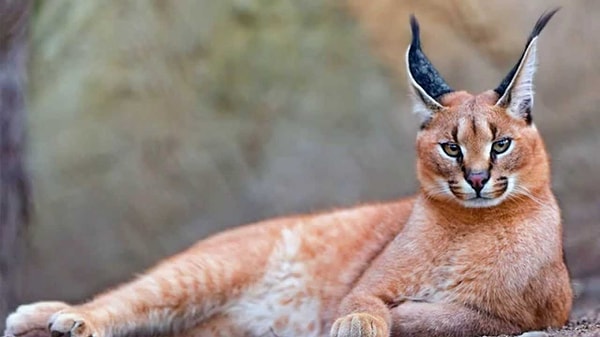 22. Caracal kedilerinin kulakları doğumdan 3-4 hafta sonraya dek aktif hale gelmez.