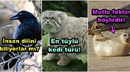 Hayvanlar Hakkında Daha Önce Duymadığınız Bu 25 Gerçek İçinizi Isıtacak!