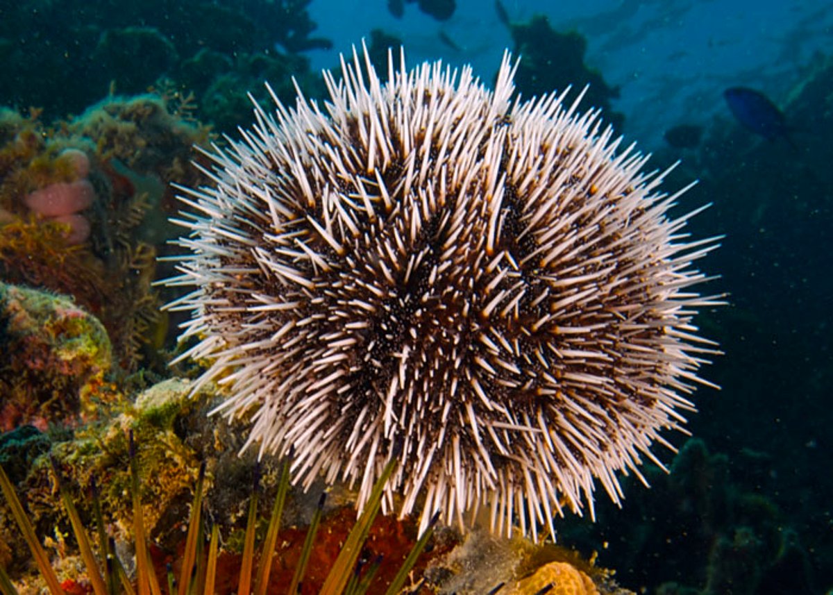 Морской еж и ламинария. Sea Urchin eating.