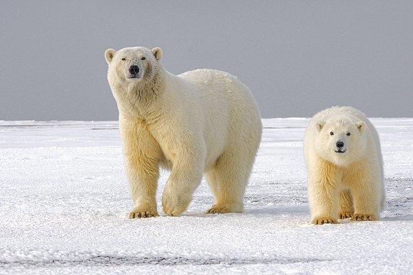 19. Hayatlarının çoğunu deniz buzulları üzerinde geçiren kutup ayıları, memeli deniz hayvanlarından sayılıyor.