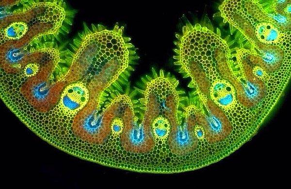 5. Mikroskop altındaki çimler: