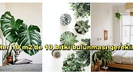 Karmaşa Son Buluyor: Yatak Odasında Bitki Olması Zararlı mı?