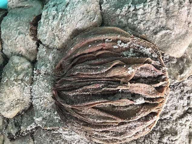 Bir de "omasum" denilen bir şey var, o da dananın midesinin üçüncü parçası. Asya'da bunu tuzlayıp çeşitli şekilde yiyorlarmış. Açıkçası tadını hiç merak etmedik ama bu da çok benziyor.