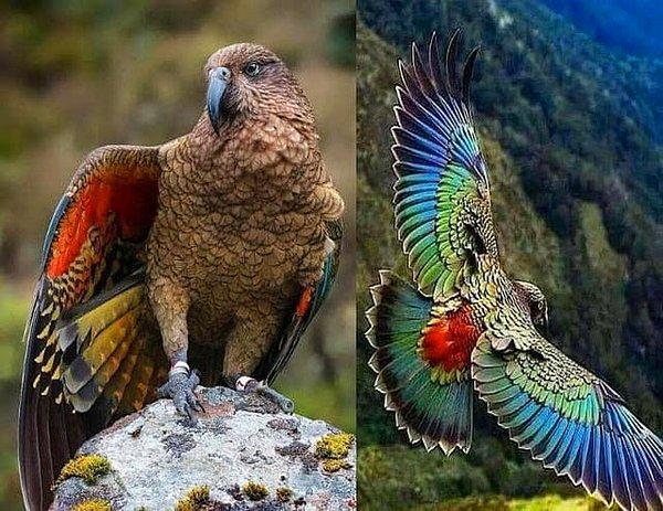 8. Dünya üzerinde bulunan tek dağ papağanı: