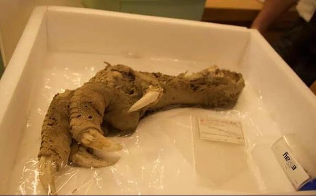 14. Arkeologlar Yeni Zelanda’da nesli tükenmiş bir kuş türü olan Moa’nın devasa pençesini buldular.👇😱