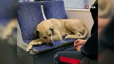İstanbul'da Yağmurdan Kaçarak Tramvaya Sığınan Köpek