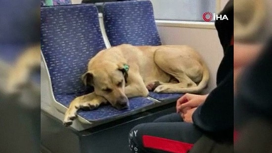 İstanbul'da Yağmurdan Kaçarak Tramvaya Sığınan Köpek