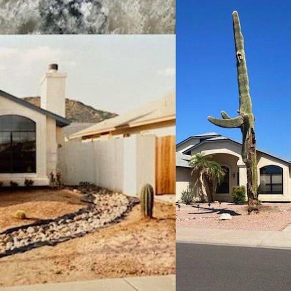3. 30 yıl önce dikilmiş olan Saguaro kaktüsü ve şimdiki hali.
