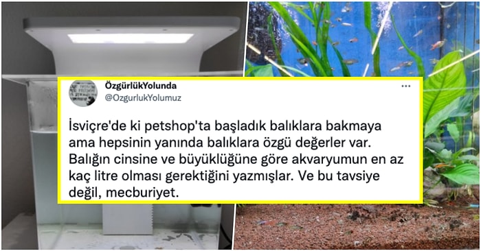 İsviçre'de Balık Sahiplenmek İsteyen Bir Vatandaşın Karşılaştığı Prosedürü Görünce Çok Şaşıracağınız Kesin