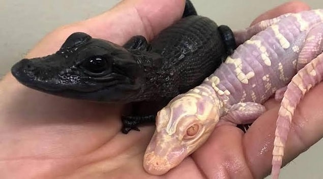 8. Albino ve melanizmden muzdarip timsahlar: