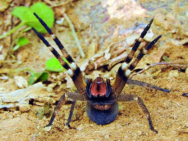 13. Brezilya gezgin örümceği