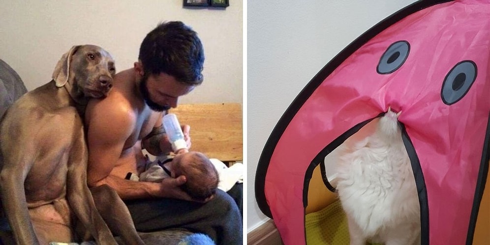 20 милых и смешных фотографий с животными, которые каждый должен увидеть