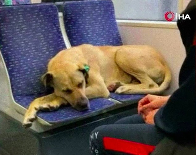 Belki görmüşsünüzdür, geçtiğimiz günlerde İstanbul'da yağmurdan kaçarak tramvaya sığınan tüylü dostumuz hepimizin kalbini eritmişti.