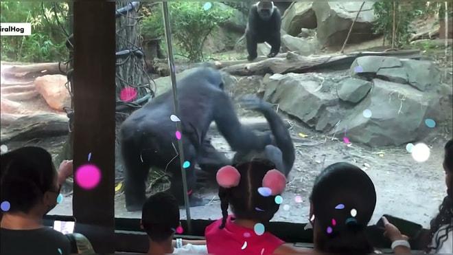 Hayvanat Bahçesinde Oral Seks Yapmaya Başlayan Goriller, Çocuklarıyla Gelen Velileri Panikletti