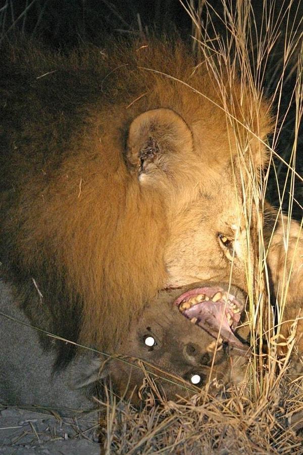 8. Erkek bir aslan tarafından saldırıya uğrayan sırtlanın son anları: