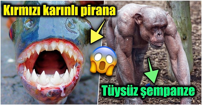 Doğanın Korkutucu Yüzünü İliklerinize Kadar Hissetmenize Sebep Olacak Birbirinden Ürkütücü 15 Yeni Fotoğraf