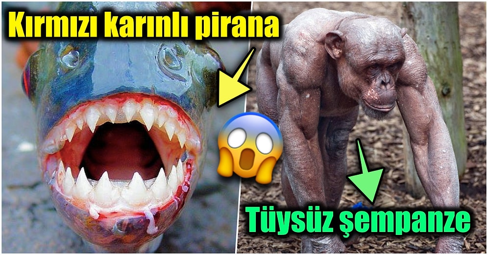 Doğanın Korkutucu Yüzünü İliklerinize Kadar Hissetmenize Sebep Olacak Birbirinden Ürkütücü 15 Yeni Fotoğraf