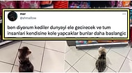 Mağazadaki Müşterilere Haraç Keserek Zorla Mama Aldıran Sevimli Kedi Sosyal Medyanın Gündeminde
