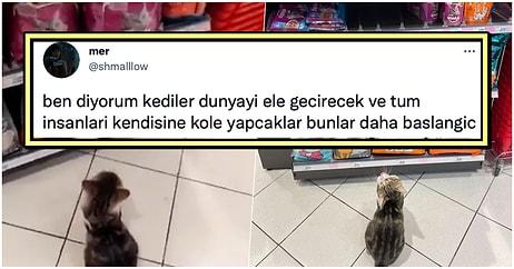 Mağazadaki Müşterilere Haraç Keserek Zorla Mama Aldıran Sevimli Kedi Sosyal Medyanın Gündeminde