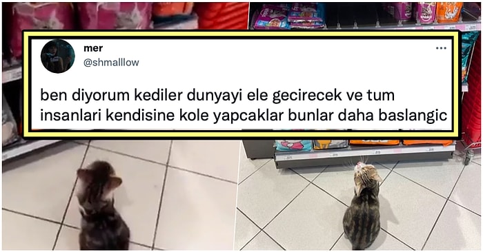 Mağazadaki Müşterilere Haraç Keserek Zorla Mama Aldıran Sevimli Kedi Sosyal Medyanın Gündeminde