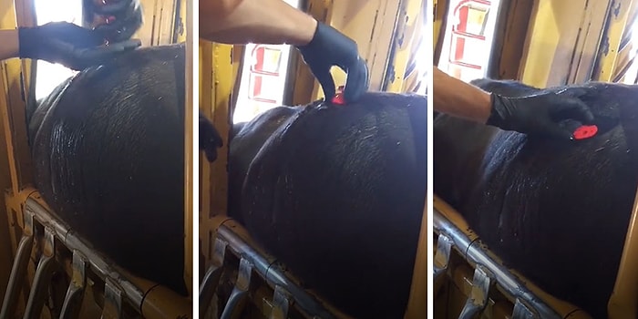 Gaz Birikmesinden Dolayı Şişen İneği Rahatlatan Veterinerin Tedavisini İzlerken Siz Rahatlayacaksınız