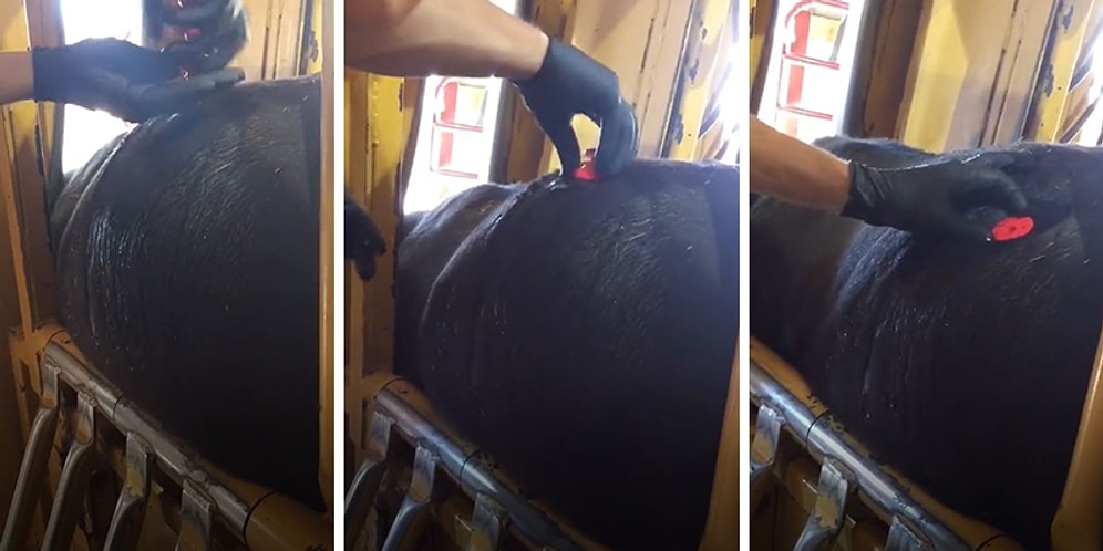 Gaz Birikmesinden Dolayı Şişen İneği Rahatlatan Veterinerin Tedavisini İzlerken Siz Rahatlayacaksınız