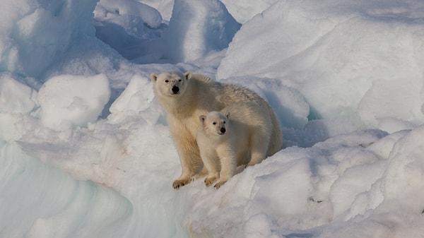 Şimdi bir de günümüz canlılarından kutup ayılarına bakalım…