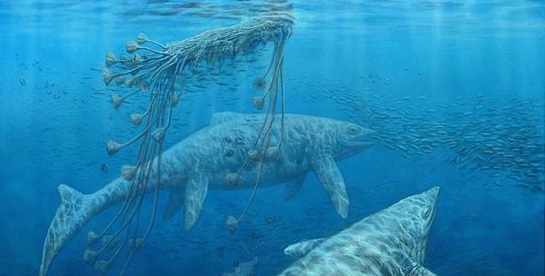 Bu türün, gelmiş geçmiş en büyük deniz sürüngeni olduğu düşünülüyor.