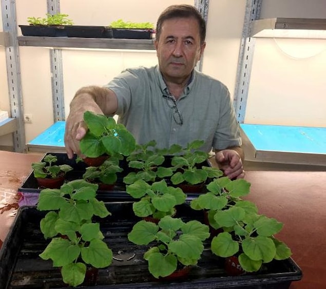 Mutasyonlara karşı etkili