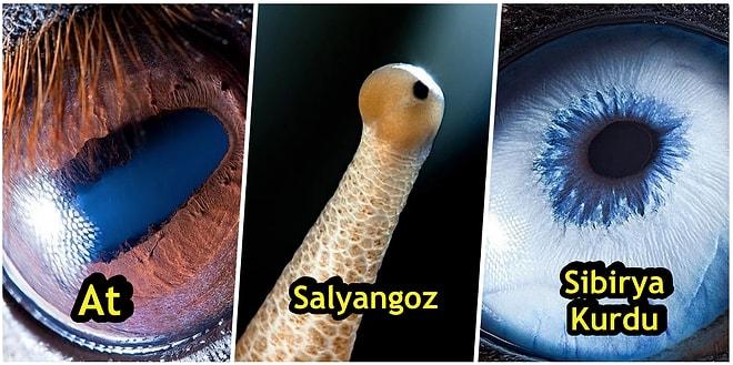 Yakın Çekimde Büyüleyici Görünen 20 Farklı Hayvan Gözü