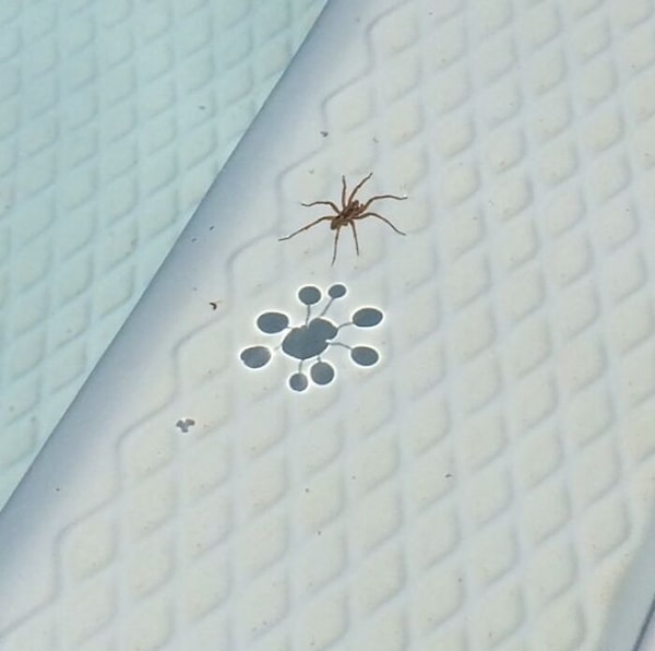 13. Паук, плывущий по воде, создал уникальную тень