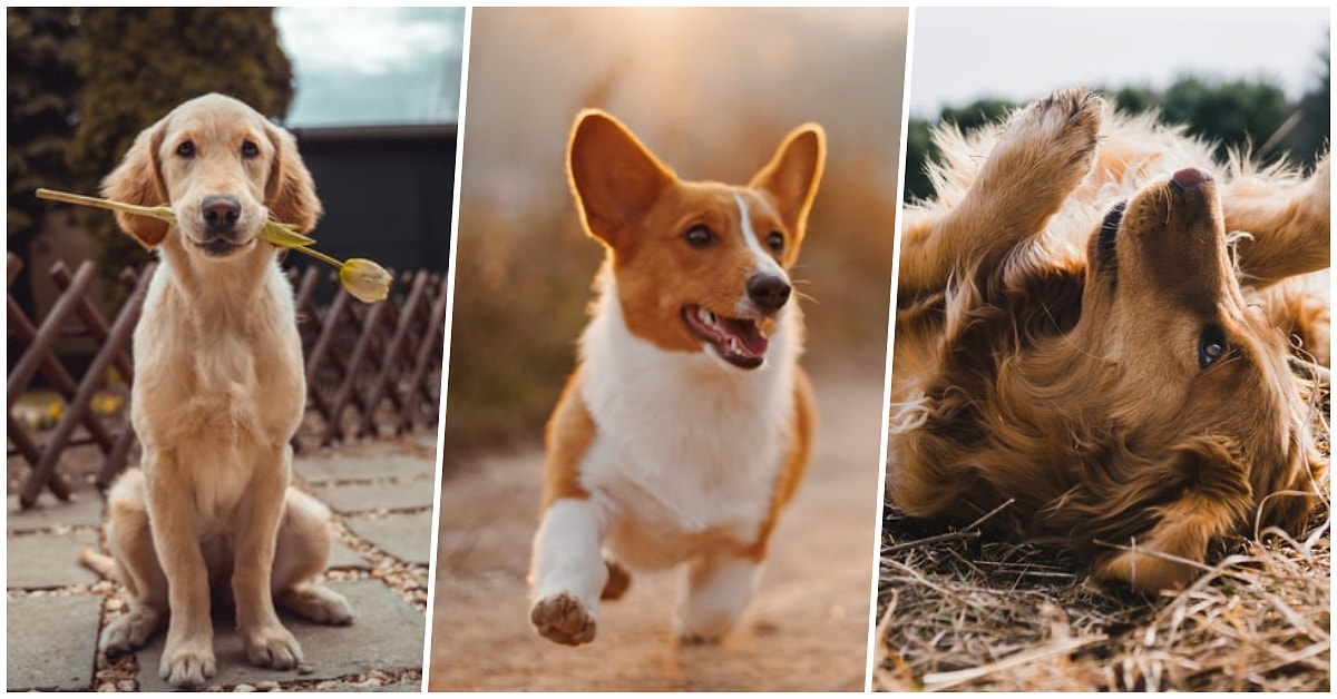 Kopekler Hakkinda Muhtemelen Daha Once Duymadiginiz Birbirinden Enteresan 30 Bilgi