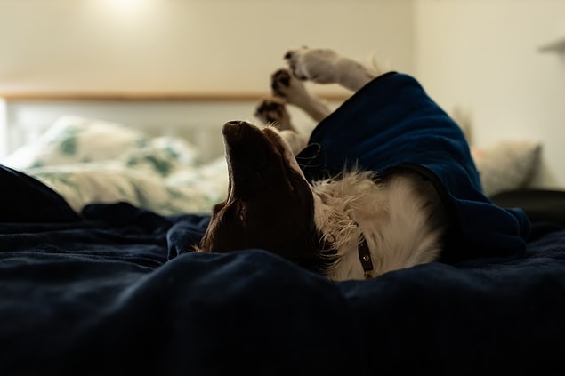 4. Tous les chiens rêvent, mais les chiots et les chiens plus âgés rêvent plus souvent que les chiens adultes.