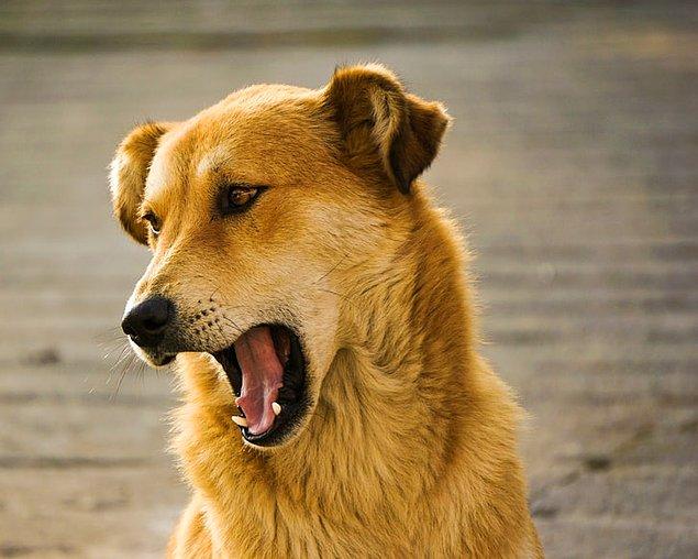 6. Le bâillement est contagieux, même pour les chiens.  La recherche montre que le son d'un bâillement humain peut déclencher des chiens.  Et quand quelqu'un qu'ils connaissent bâille, ils sont quatre fois plus susceptibles de bâiller.