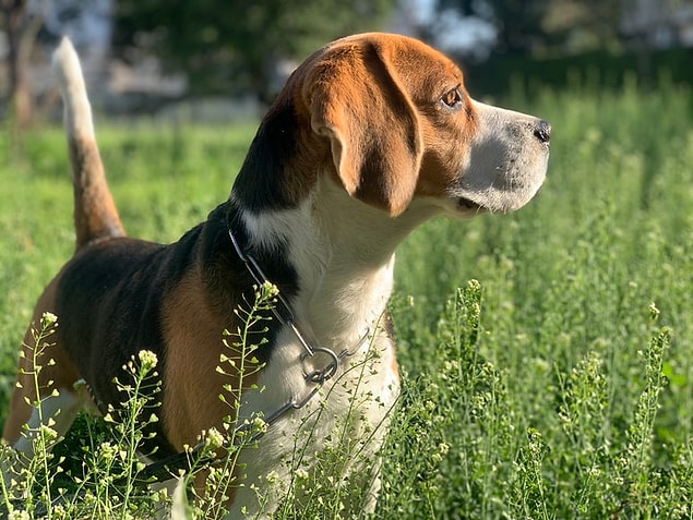 16. Beagle est le seul chien à conserver sa place dans le top cinq des races de chiens les plus populaires depuis 1934.