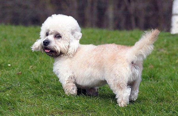 18. Dandie Dinmont Terrier ırkının ismi kurgusal bir karakterden gelmektedir.