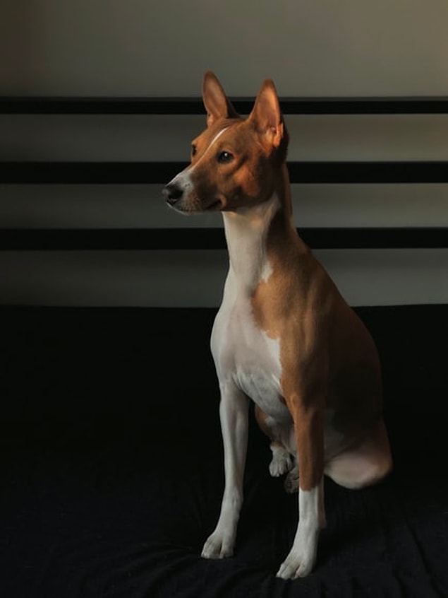 19. Le Basenji n'est pas un chien qui n'aboie pas comme la plupart des gens le pensent, il peut faire des bruits aigus.