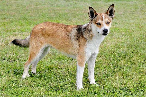 23. Norveç'e ait Lundehund köpek ırkı en az popülariteye sahip bir ırk olmakla birlikte martı avı için yetiştirilmiş tek köpektir.