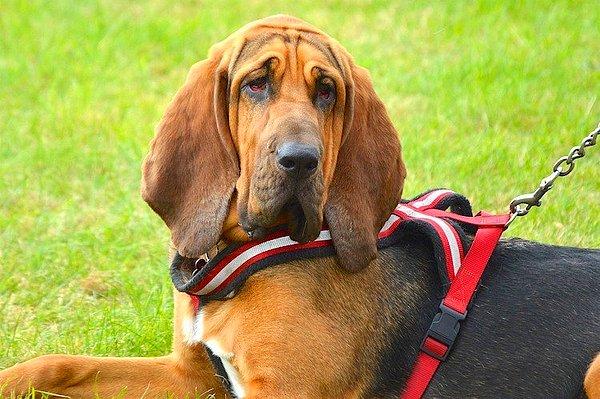 27. Bloodhound köpeğinin koku alma duyusu o kadar güçlüdür ki, koku takibi bir mahkemede delil olarak kullanılabilir.