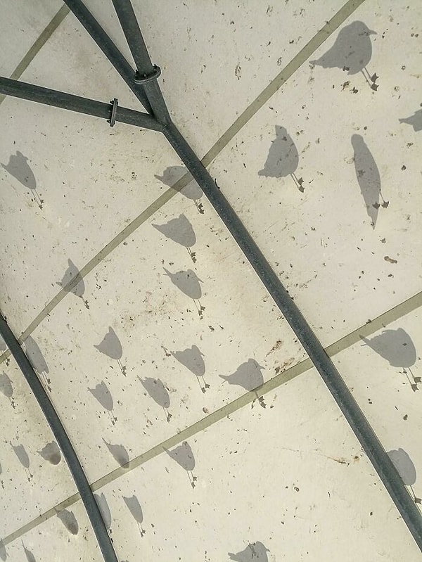 Тени птиц на крыше палатки