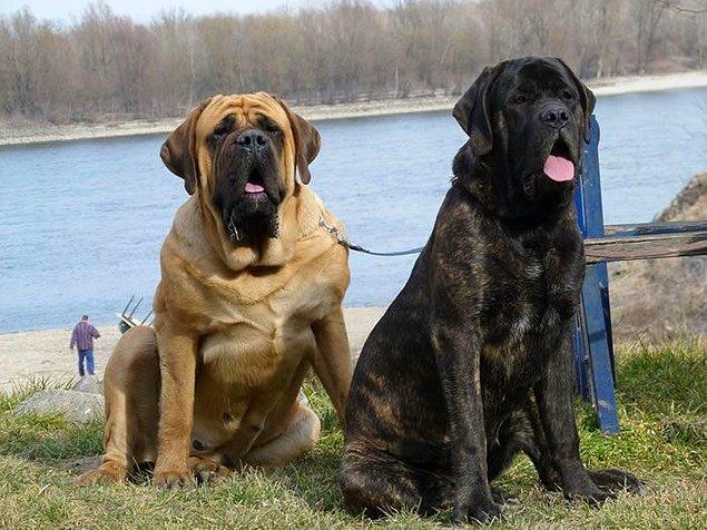 29. Le record du monde Guinness a un chien dogue anglais nommé Zorba pesant 155 kg comme le chien le plus grand du monde.