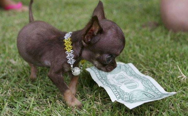 30. Guinness Dünya Rekoru, dünyanın en küçük köpeğini ise "Miracle Milly" adındaki bir Chihuahua olarak belirlemiştir.