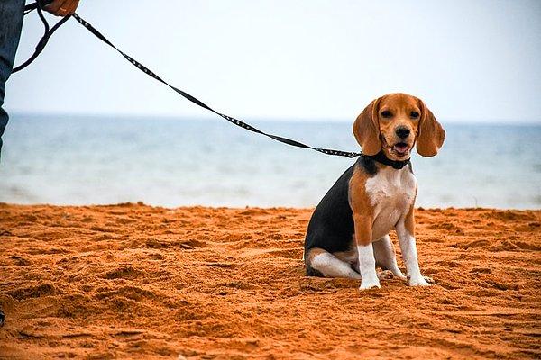 28. Bir Beagle ile avlanan kişiye "Beagler" denir.