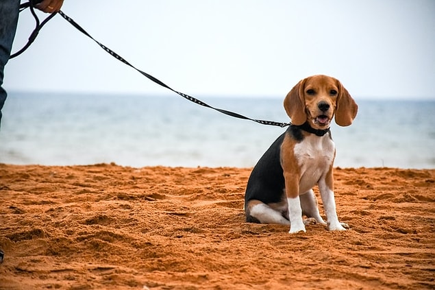 28. A celui qui chasse avec un beagle