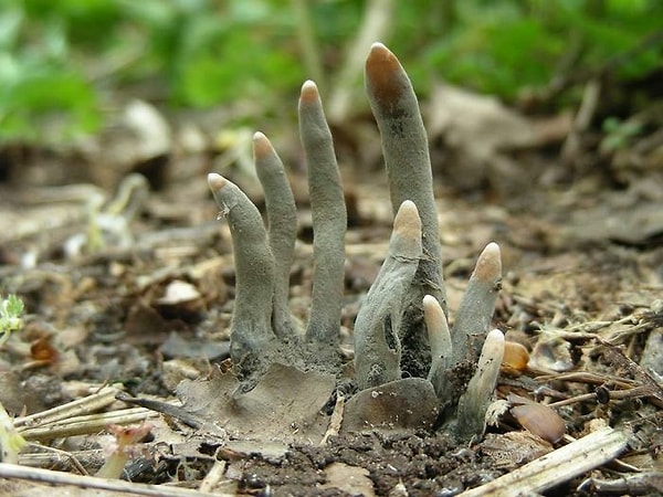5. Xylaria Polymorpha - это сапробный гриб, обычно известный как пальцы мертвеца