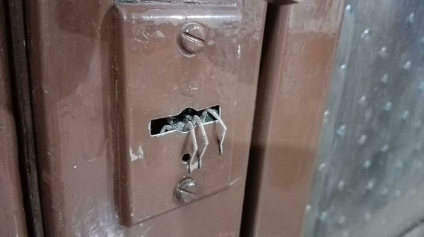 8. Пошел запирать заднюю дверь. Заметил посетителя