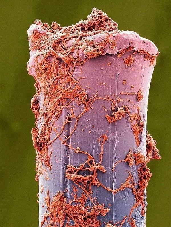 7. Bir elektron mikroskobu altındaki diş fırçasının kılları: